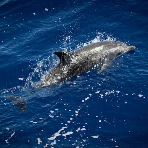 Алуштинский дельфинарий